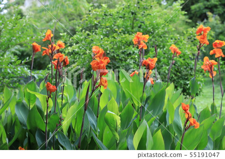 Canna Canna 55191047