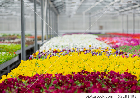 Large light greenhouse with a lot of seedlings and flowers. Red, yellow and green plants. Large light greenhouse with a lot of seedlings and flowers. Red, yellow and green plants. 55191495