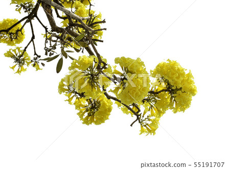 Yellow Flower Isolated White Background. Yellow Flower Isolated White Background. 55191707
