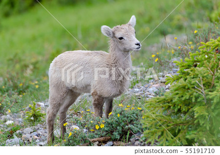 Bighorn's Child (Canada) Bighorn's Child (Canada) 55191710