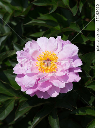 春藥玉牡丹 55192010