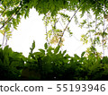 綠色植物光 55193946