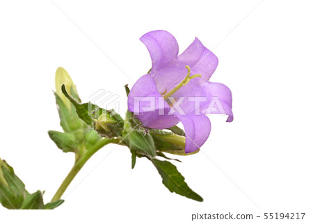 Campanula Campanula 55194217