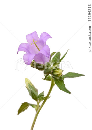 Campanula Campanula 55194218