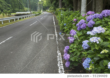 Hydrangea flower blooming on the side of the road Hydrangea flower blooming on the side of the road 55194409