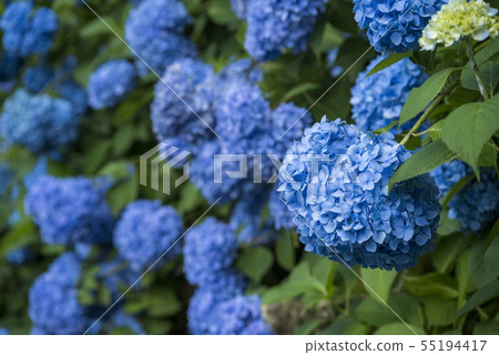 Blue hydrangea flower flower 55194417
