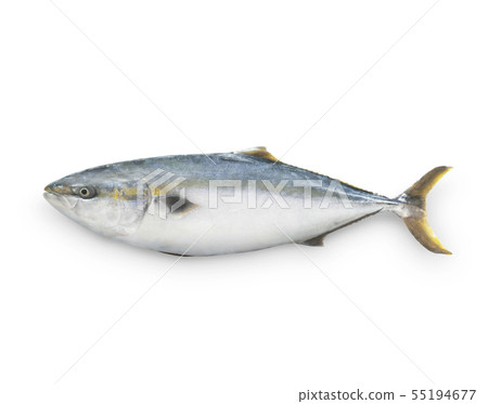 tail魚魚剪kirinuki白色背景陰影陰影 55194677