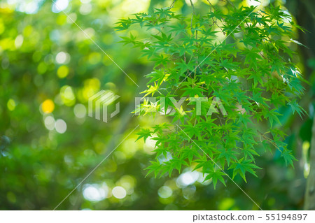 夏天楓 夏天楓 55194897