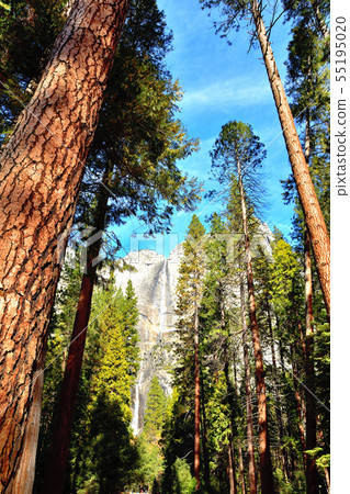 Yosemite Falls, the world's fifth tallest in the world 55195020