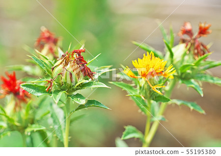 枯萎的紅花花 55195380