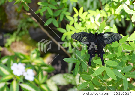 一隻黑色燕尾蝴蝶棲息在綠葉上 55195534