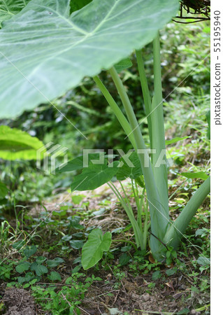 Cassava parent and child 55195940