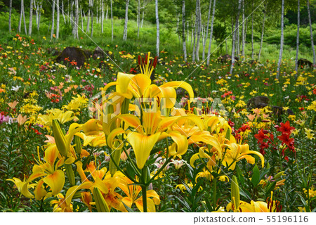 百合花在樺樹森林裡 照片素材 圖片 圖庫