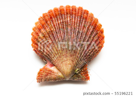 巨蟹 巨蟹 55196221