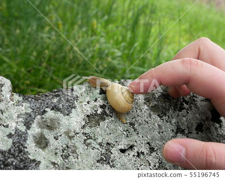 A woman who fingers the yellow snail Niwana mexicoidea Cepaea hortensis 55196745