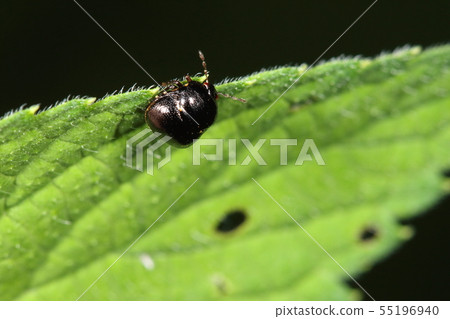 Creatures Insects Tademarhead bug, Marukamushi family is generally fond of the legume family 55196940