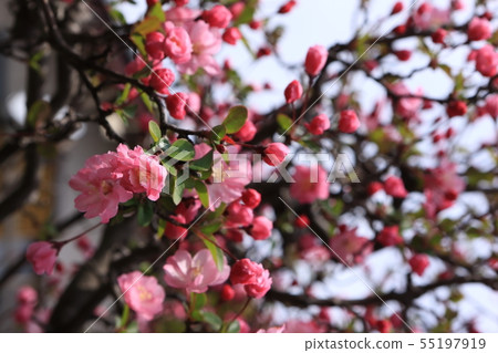 Hanakaido Hanakaido 55197919