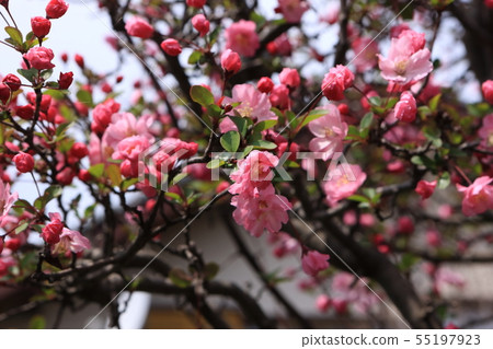 垂絲 垂絲 55197923