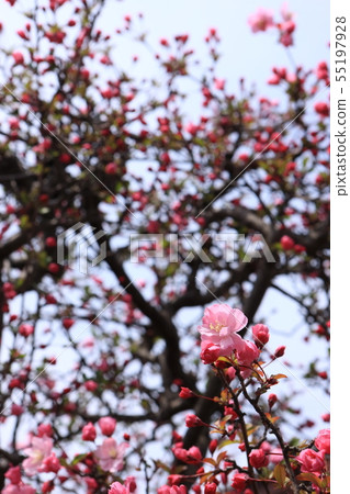 Hanakaido Hanakaido 55197928