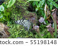 Ogomadara 55198148