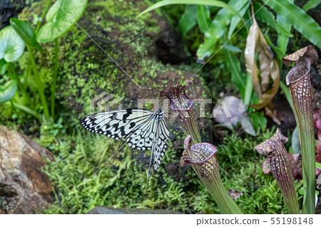 Ogomadara Ogomadara 55198148