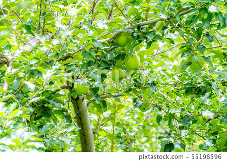 Green apple Material [Nagano Prefecture] 55198596