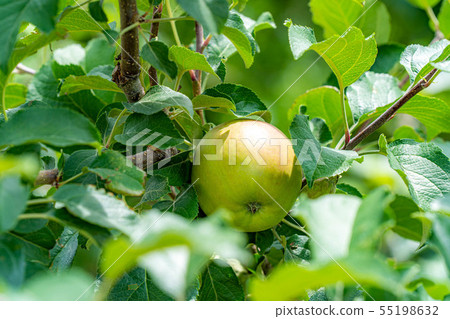 Green apple Material [Nagano Prefecture] 55198632