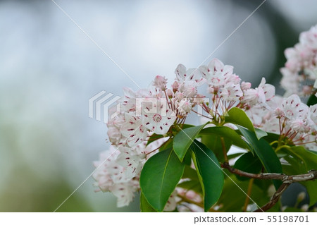 盛開的Kalmia花 盛開的Kalmia花 55198701