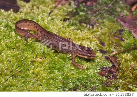 European Common or Smooth Newt 55198827