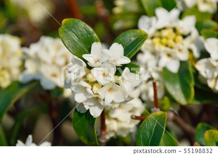 下沉的花 下沉的花 55198832