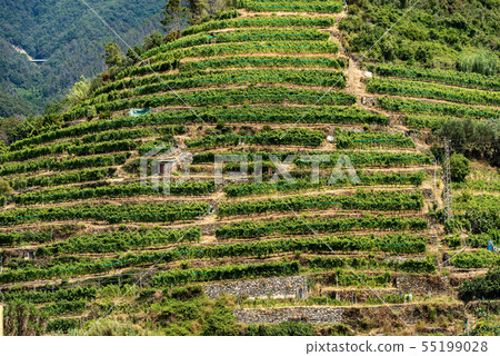 Terraced fields with vineyards - Vernazza Liguria Terraced fields with vineyards - Vernazza Liguria 55199028