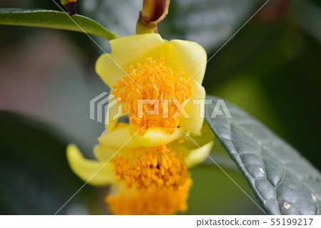 大葉金花茶 大葉金花茶 55199217