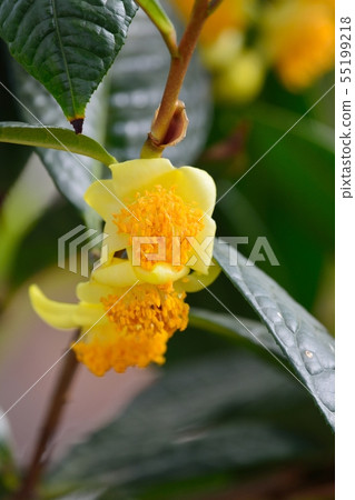 大葉金花茶 55199218