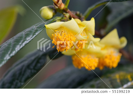 大葉金花茶 55199219