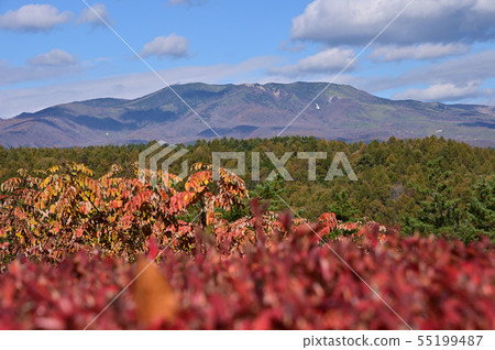 Kusatsu Shirane Volcano in autumn 55199487