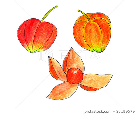 Kozuki (line drawing, watercolor) Kozuki (line drawing, watercolor) 55199579