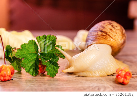 Yellow snail and cloudberry on a surface 55201192