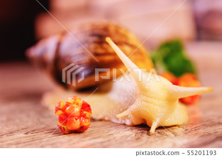 Yellow snail and cloudberry on a surface 55201193