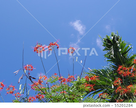 One of the three major flowers in the world 55201284