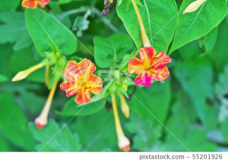 Oshiribana花 55201926