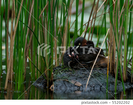Parents of grebe's parents in the pond's bush nest 55202202