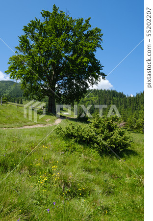 Carpathian mountain summer country landscape, Carpathian mountain summer country landscape, 55202207