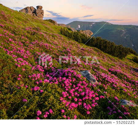 Pink rose rhododendron flowers on early morning 55202225