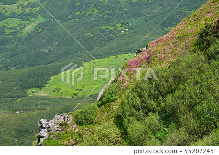 Pink rose rhododendron flowers on summer mountain Pink rose rhododendron flowers on summer mountain 55202245