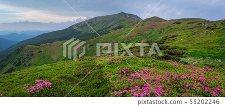 Pink rose rhododendron flowers on summer mountain Pink rose rhododendron flowers on summer mountain 55202246