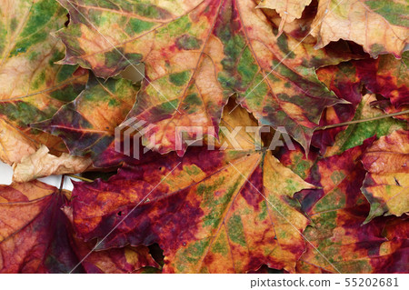Autumn multicolor maple-leafs Autumn multicolor maple-leafs 55202681
