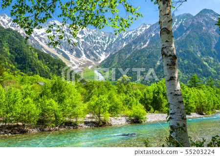 <<長野縣>新鮮的綠色Kamikochi，Takezawa和Shirakaba 55203224