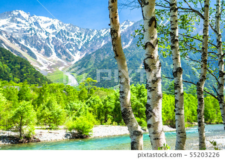 << Nagano Prefecture> Fresh green Kamikochi, Takezawa and Shirakaba << Nagano Prefecture> Fresh green Kamikochi, Takezawa and Shirakaba 55203226