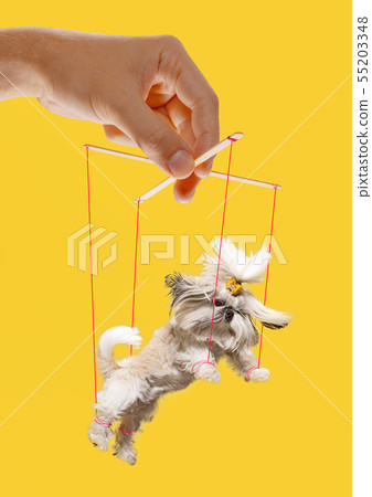 Puppy like a puppet in somebodies hands. Concept of manipulation Puppy like a puppet in somebodies hands. Concept of manipulation 55203348