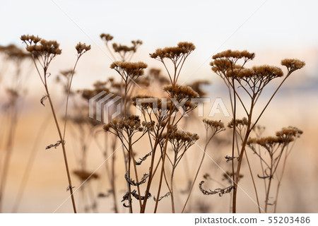 Silhouettes of an umbellate plant in the sunset Silhouettes of an umbellate plant in the sunset 55203486